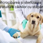 Liberalii severineni propun microciparea și sterilizarea câinilor cu stăpân din Drobeta Turnu Severin